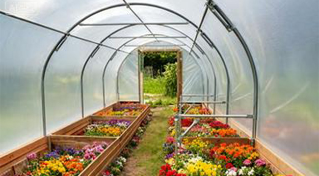 Greenhouse Film